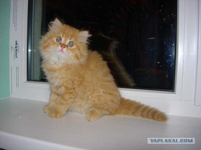 Котовторник 10.06.2014