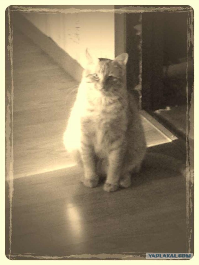 Котовторник 17.06.2014