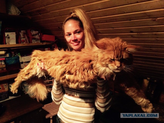 Котовторник 20.01.2015