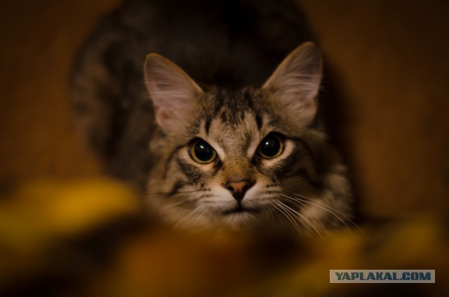 Котовторник 07 04 2015