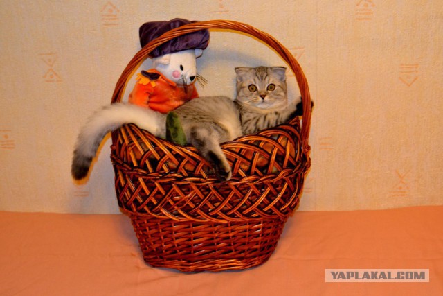 Котовторник наступил!:)