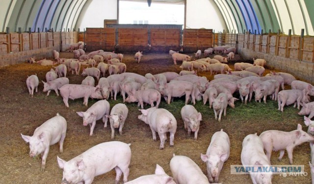 "Доблестные герои АТО" приехали в новую казарму...