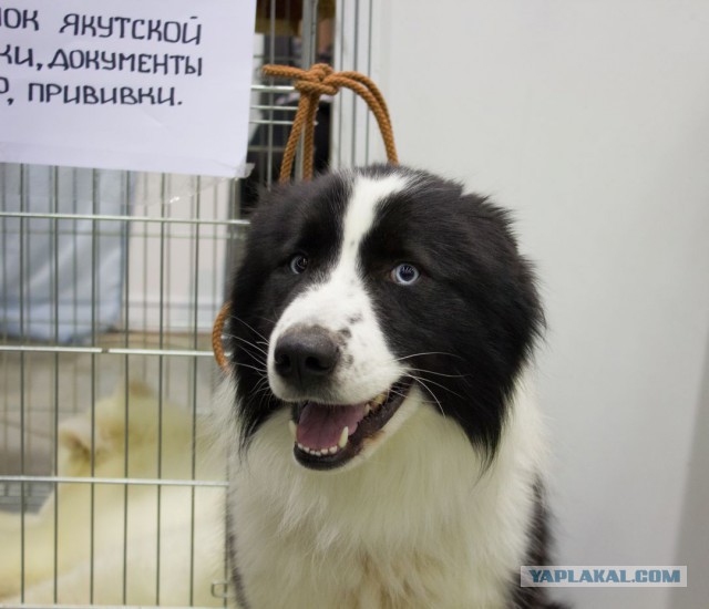 Собакочетверг! Собачки любимые!