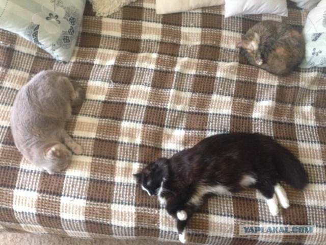 Котовторник 14.03.2017