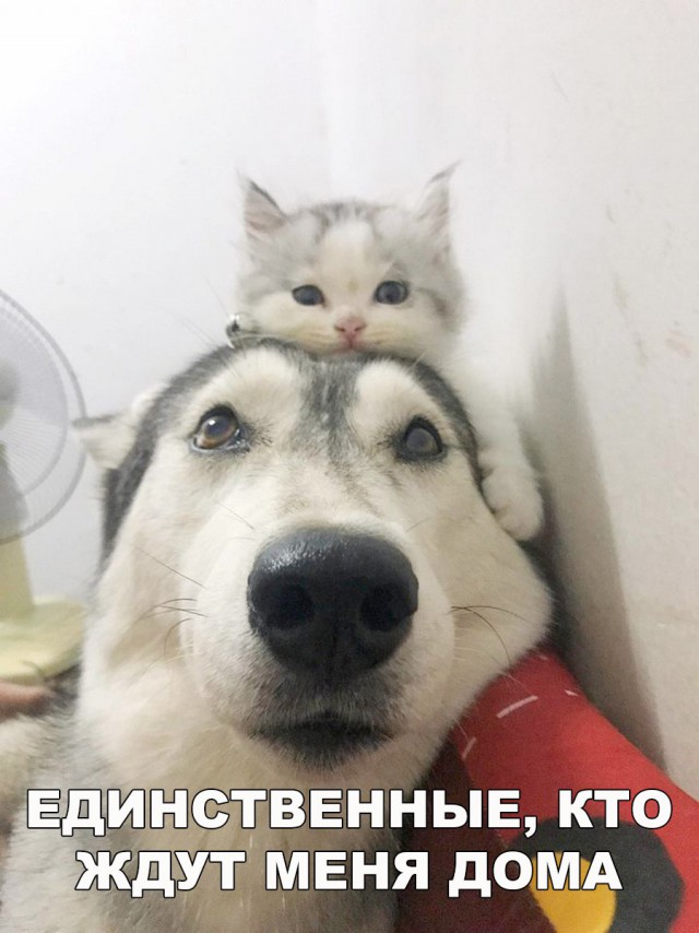 Живность из сети