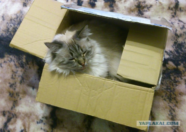 Главное, чтобы котикам было удобно
