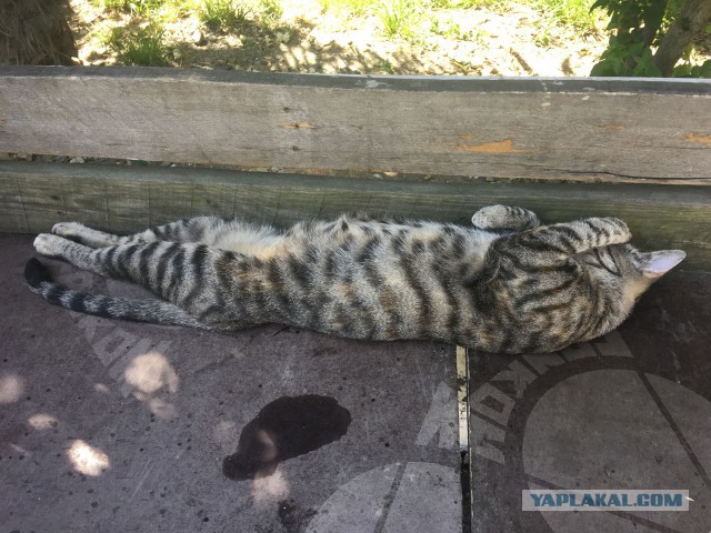 Котовторник