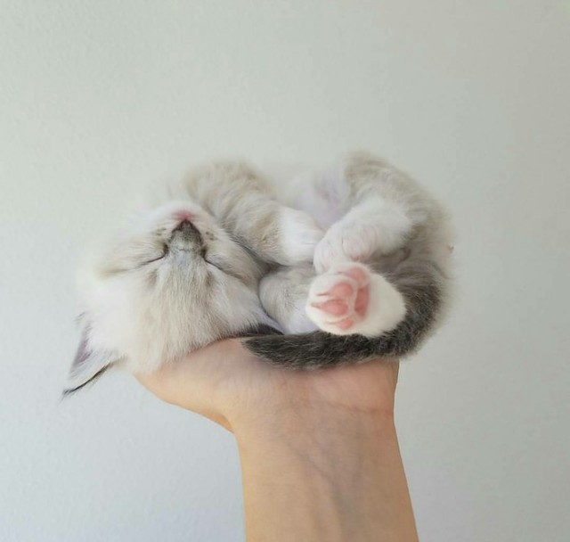 Коты и Кошки