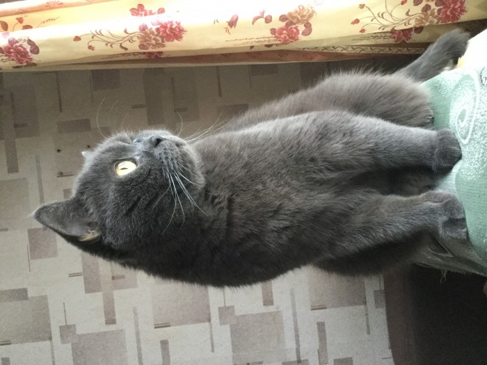 Котовторник 9.01.2018