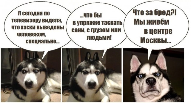 Тятя! Тятя! Наши сети принесли неадекват!