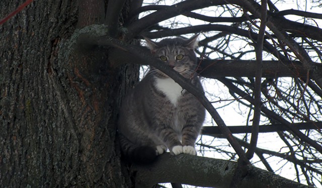 Котовторник 27.03.2018