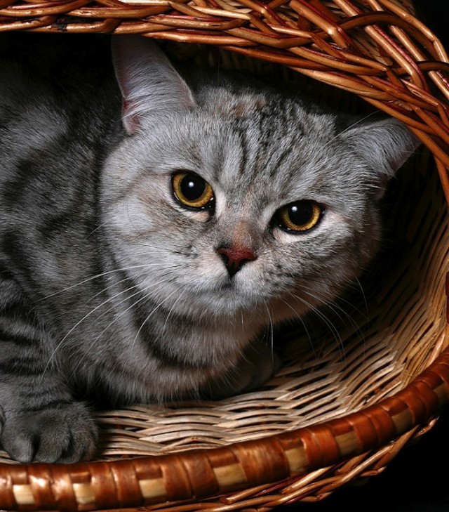 Прикольные коты на среду! ОЧЕНЬ МНОГО! Часть 2
