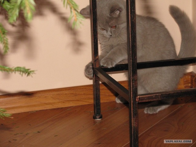 Котовторник!