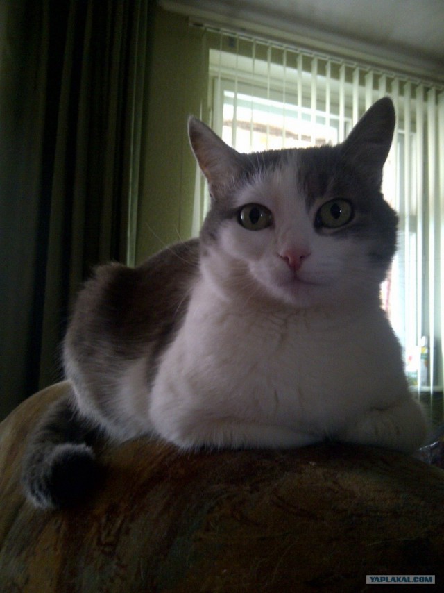 Котовторник (15.05.2012)