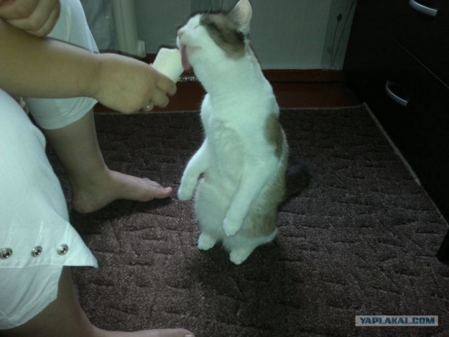 Котонянька и котовторник