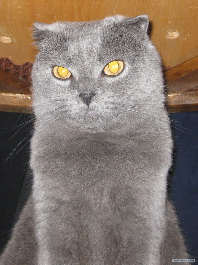 Котовторник 29.01.2013