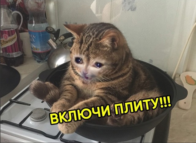 Забавные фото котеек