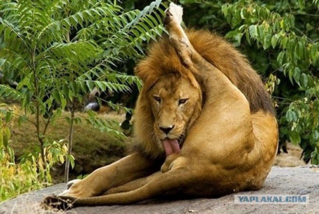 Про веганов и лицемерие