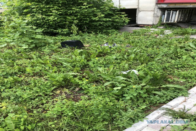Прямая линия 20.06.2019