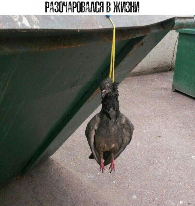 Пара-пара-пам! Фьють. Картинки с надписями