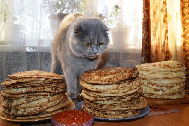 Забавные картинки с котами из сети