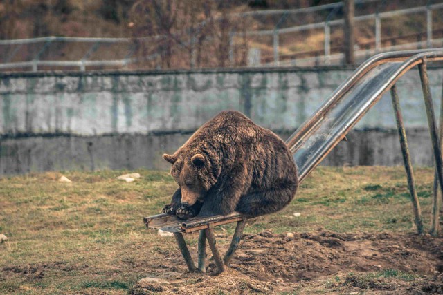 Живность 15.03.20