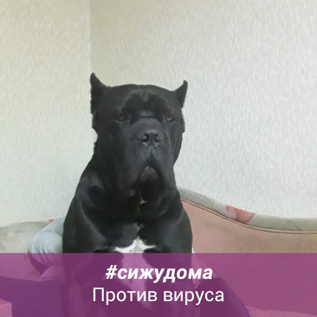 Большие добрые собаки