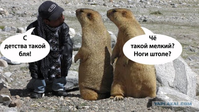 Сурки-гопники