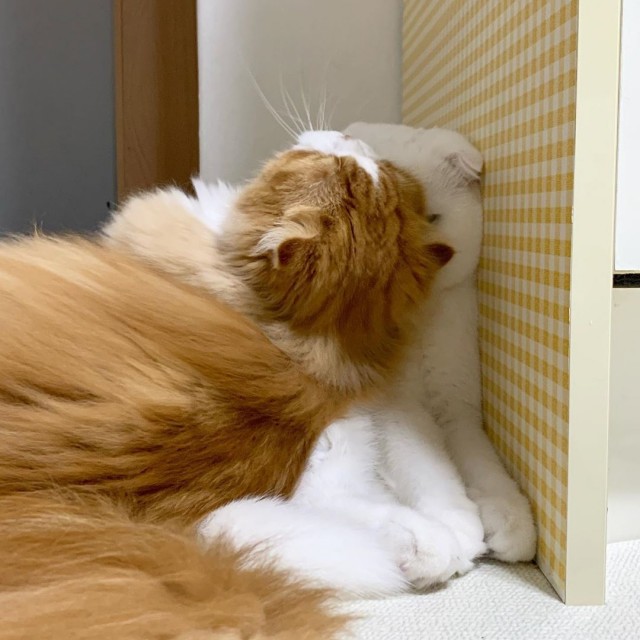 Глазки отдохните: подборка живности всякой