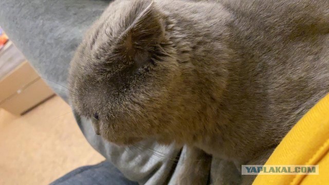 Как я выбирал себе хозяина