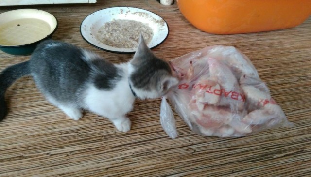 Котовторнику посвящается