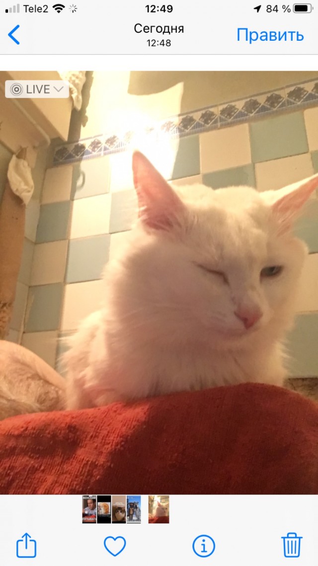 А что это мы котовторник не начинаем? Время пришло!