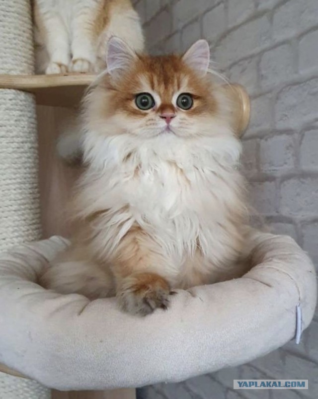 А что, уже вторник?