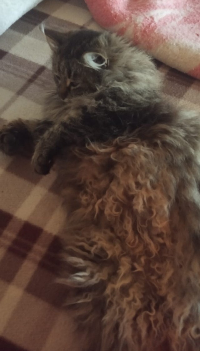 Котовторник 07.06.2022