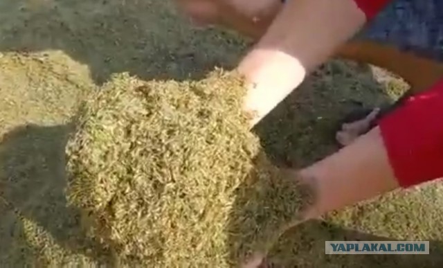 Приезжайте в Северобайкальск, здесь комаров нет
