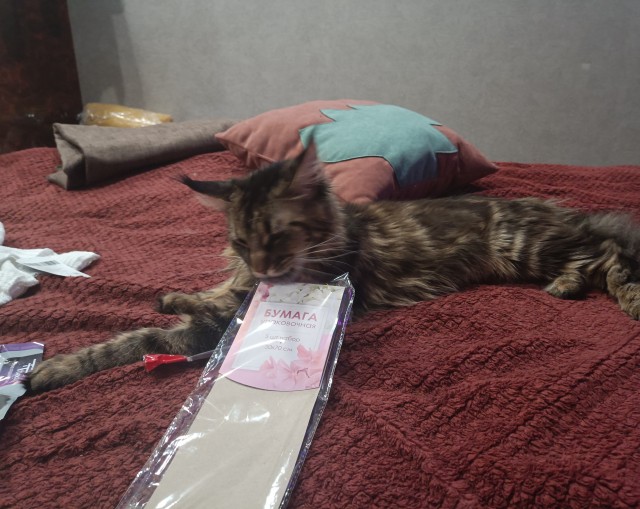 Кошка