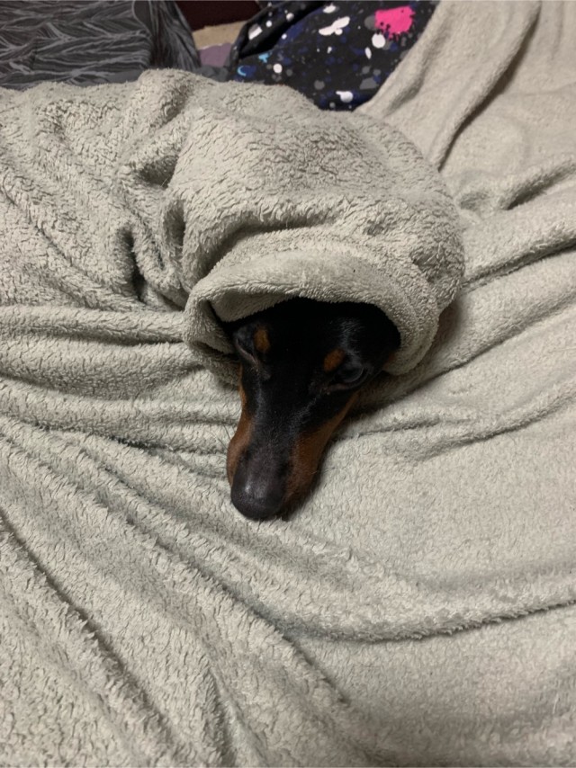 Куда собакенов своих дели? Четветрг же…