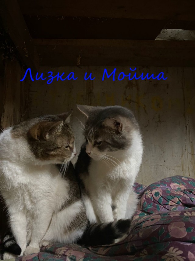 Жизнь домашнего приюта "Котоленд" 375