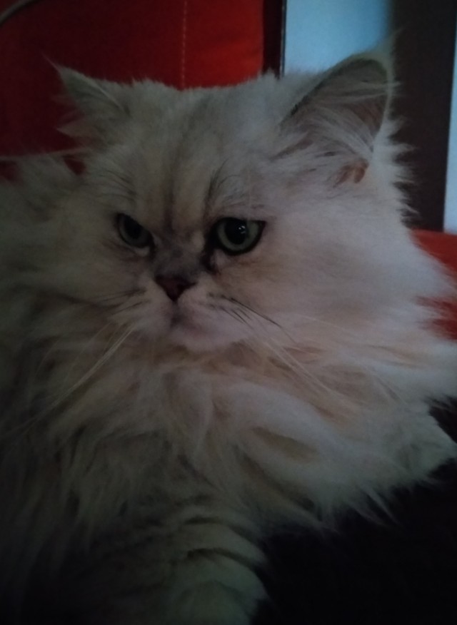Котовторник