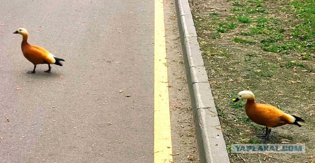 Весна