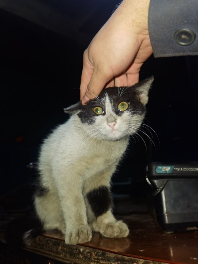 Коты пролетарии
