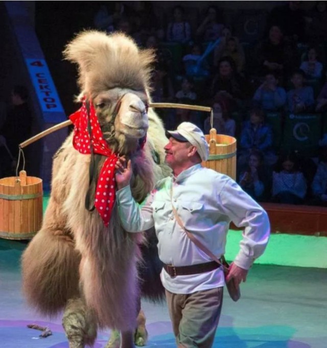 Пермский дрессировщик Иван Корчагин находится в коме после нападения сотрудников ЧОПа на гостиницу, где жили артисты цирка