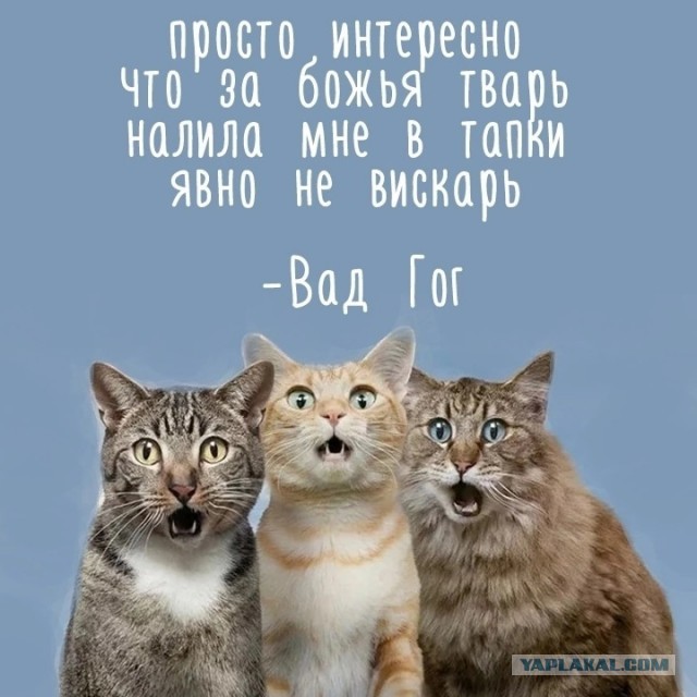 Откуда берутся женоненавистники