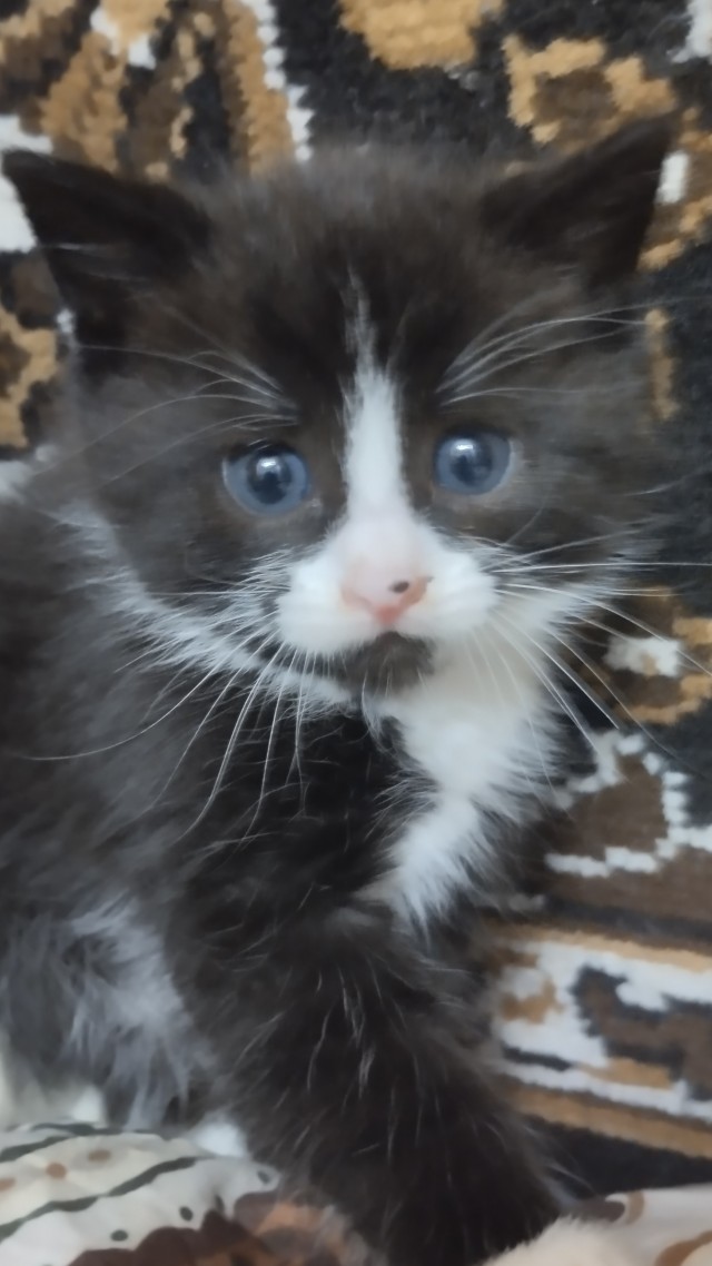 Заводские коты