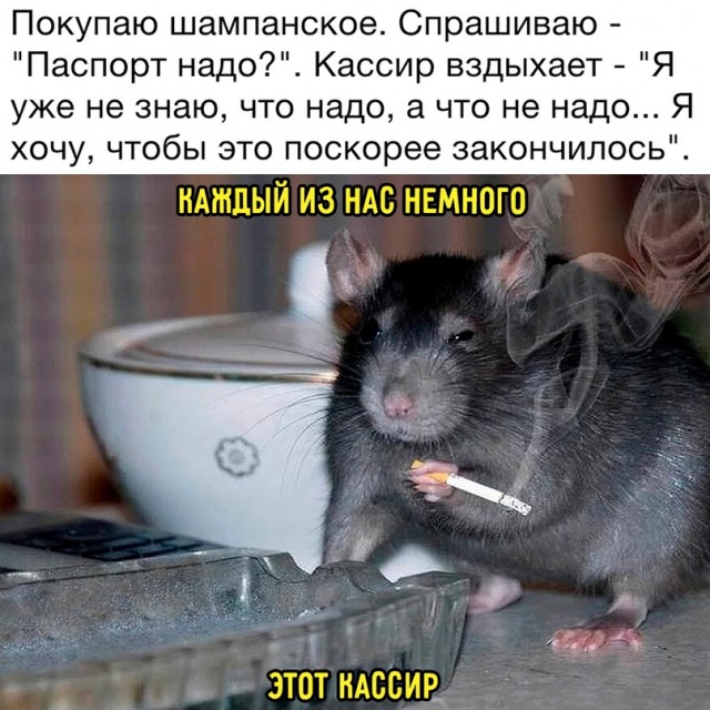 Весёлый полтишок 08.04.24
