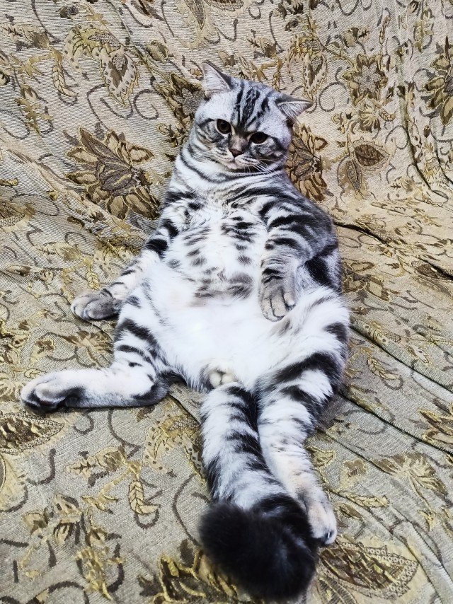 Котовторник 05/11/2024