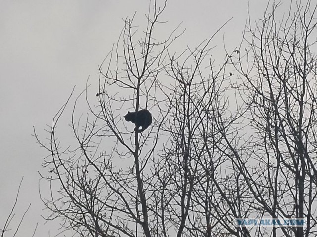 Жизнь домашнего приюта для котеек 537