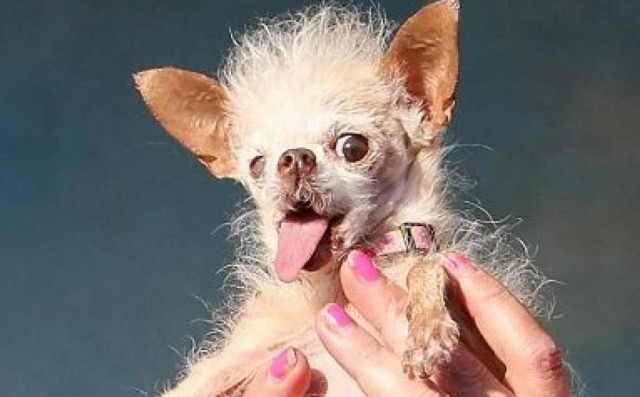 Эстония призвала лишить Венгрию права голоса в Евросоюзе