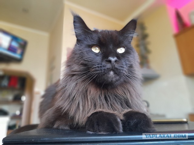 С котовторником!
