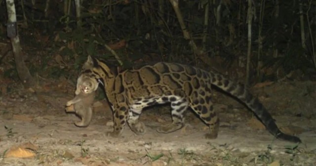 Фотоловушка сделала первый в истории снимок охоты дымчатого леопарда на толстого лори